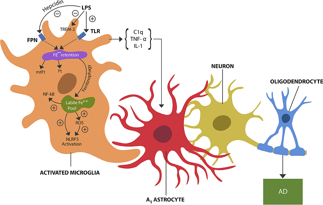 Frontiers  Rusty Microglia: Trainers of Innate Immunity in Alzheimer's  Disease