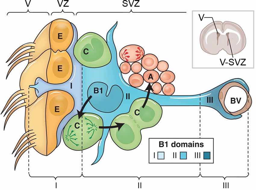 16 core neural engine