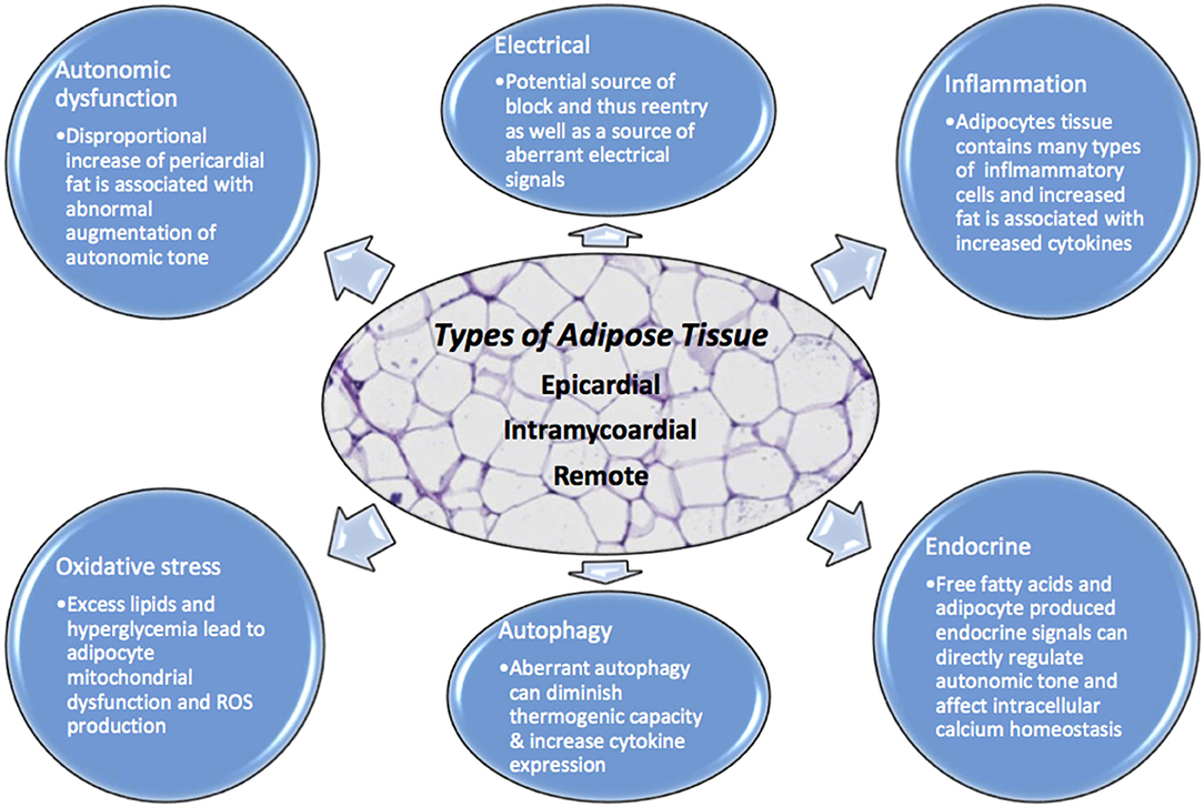 Frontiers  Deleterious Effects of Epicardial Adipose Tissue