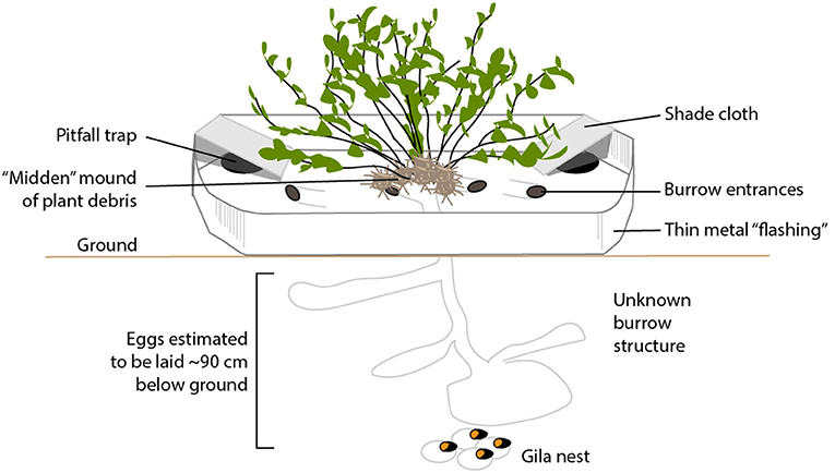 Figure 1 - Nest pitfall traps.