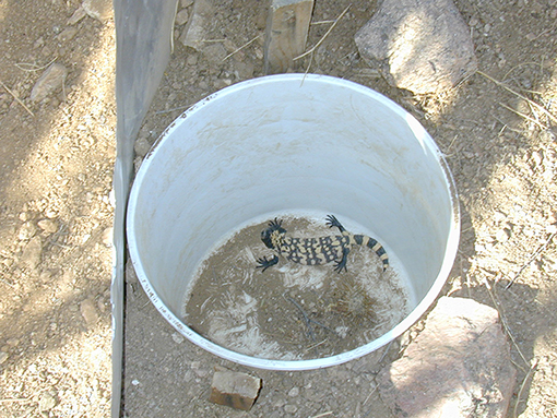 Figure 2 - A hatchling Gila monster that has fallen into a pitfall trap.