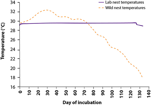 Figure 3 - Temperatures used to incubate Gila monster eggs in the lab.