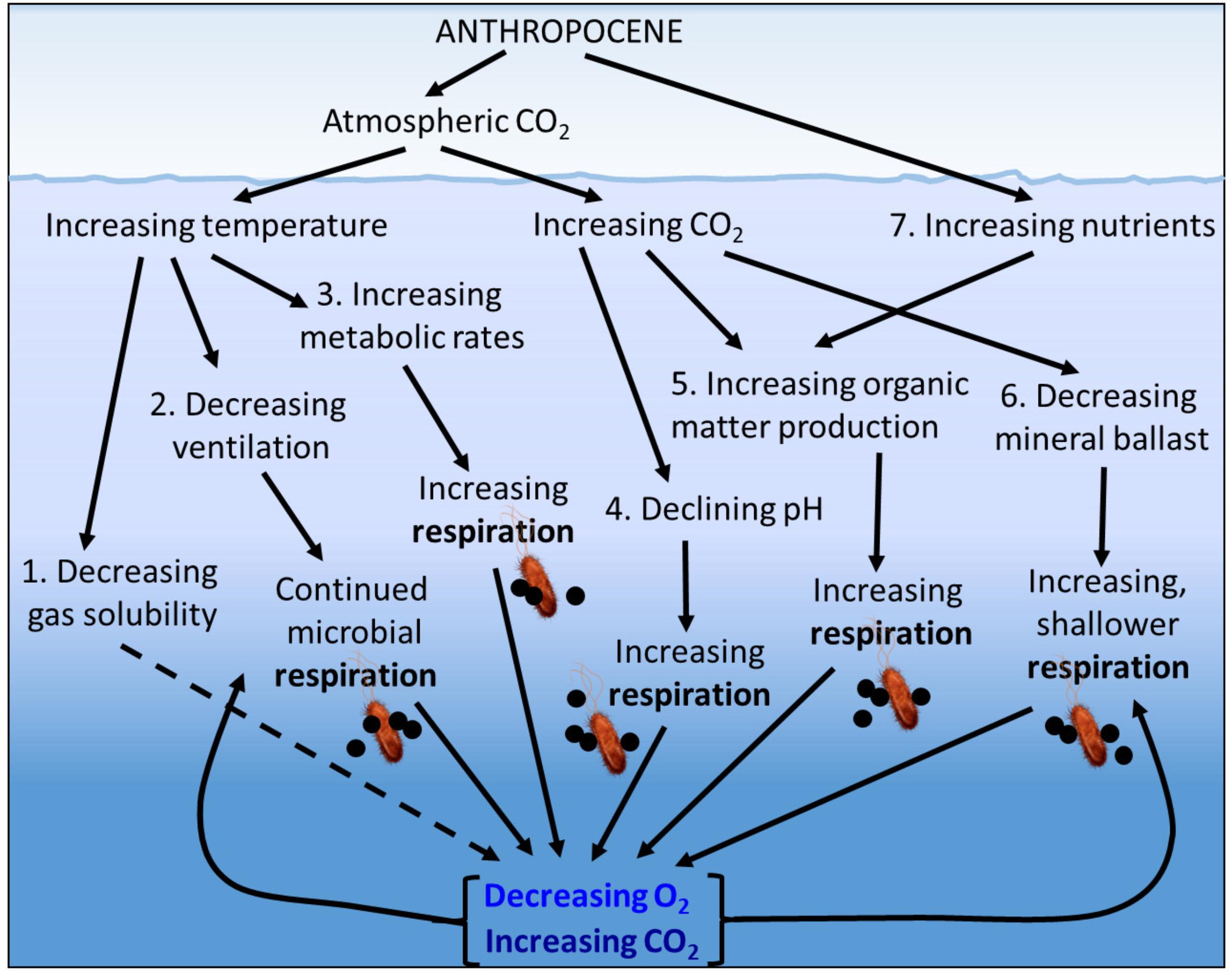 Frontiers | Microbial Respiration, the Engine of Ocean Deoxygenation