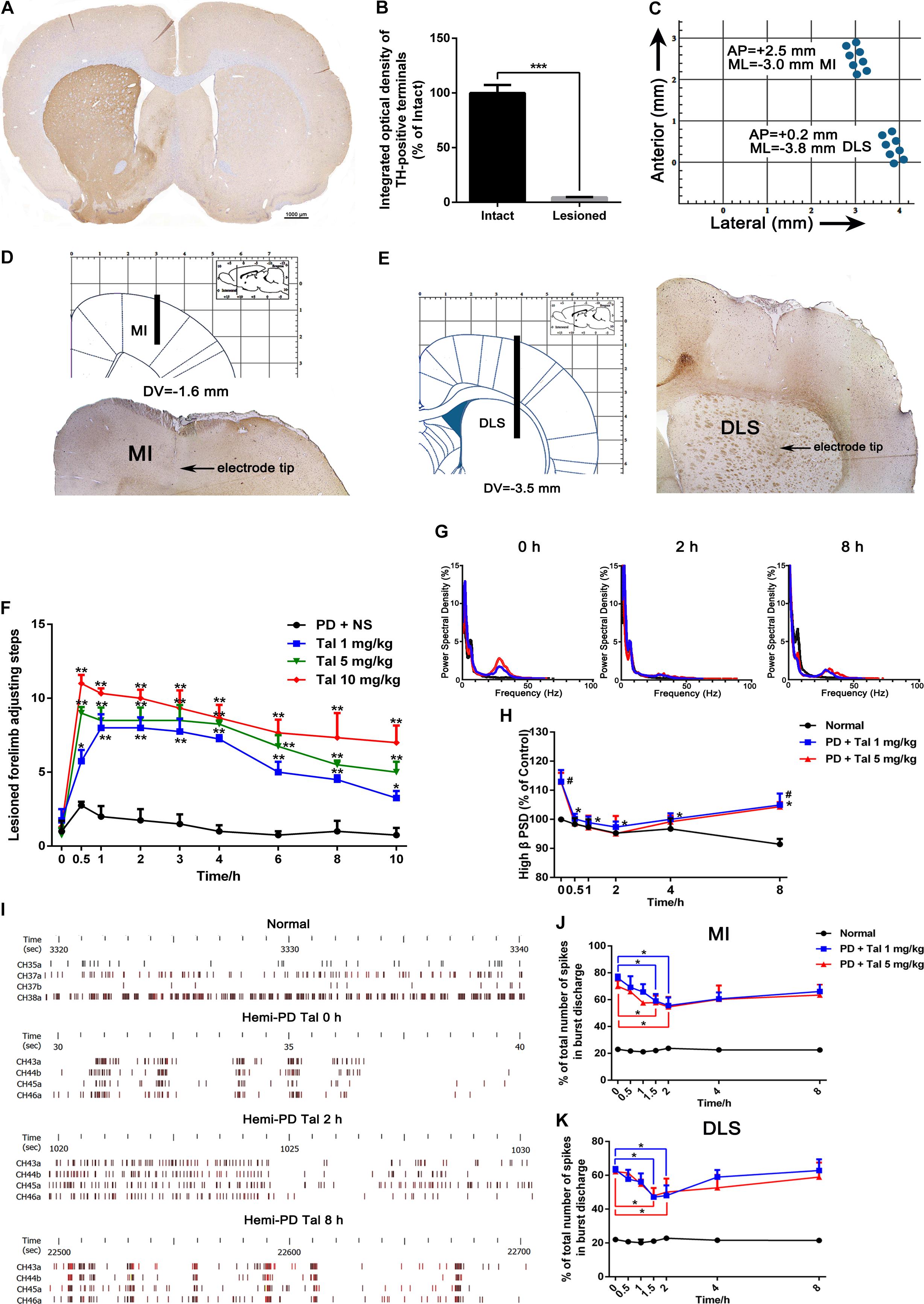 Effects of local perfusion of alpha-methyl-p-tyrosine (AMPT; 100 µM) on