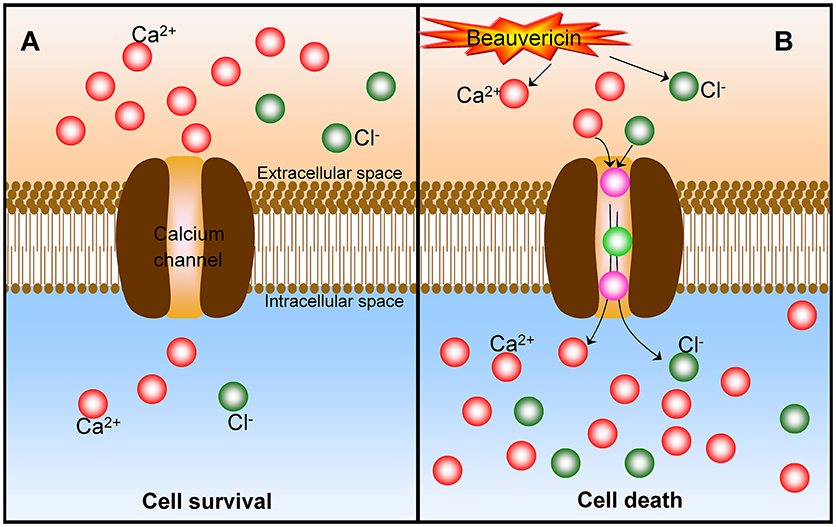 Frontiers | A Review on the Synthesis and Bioactivity Aspects of ...