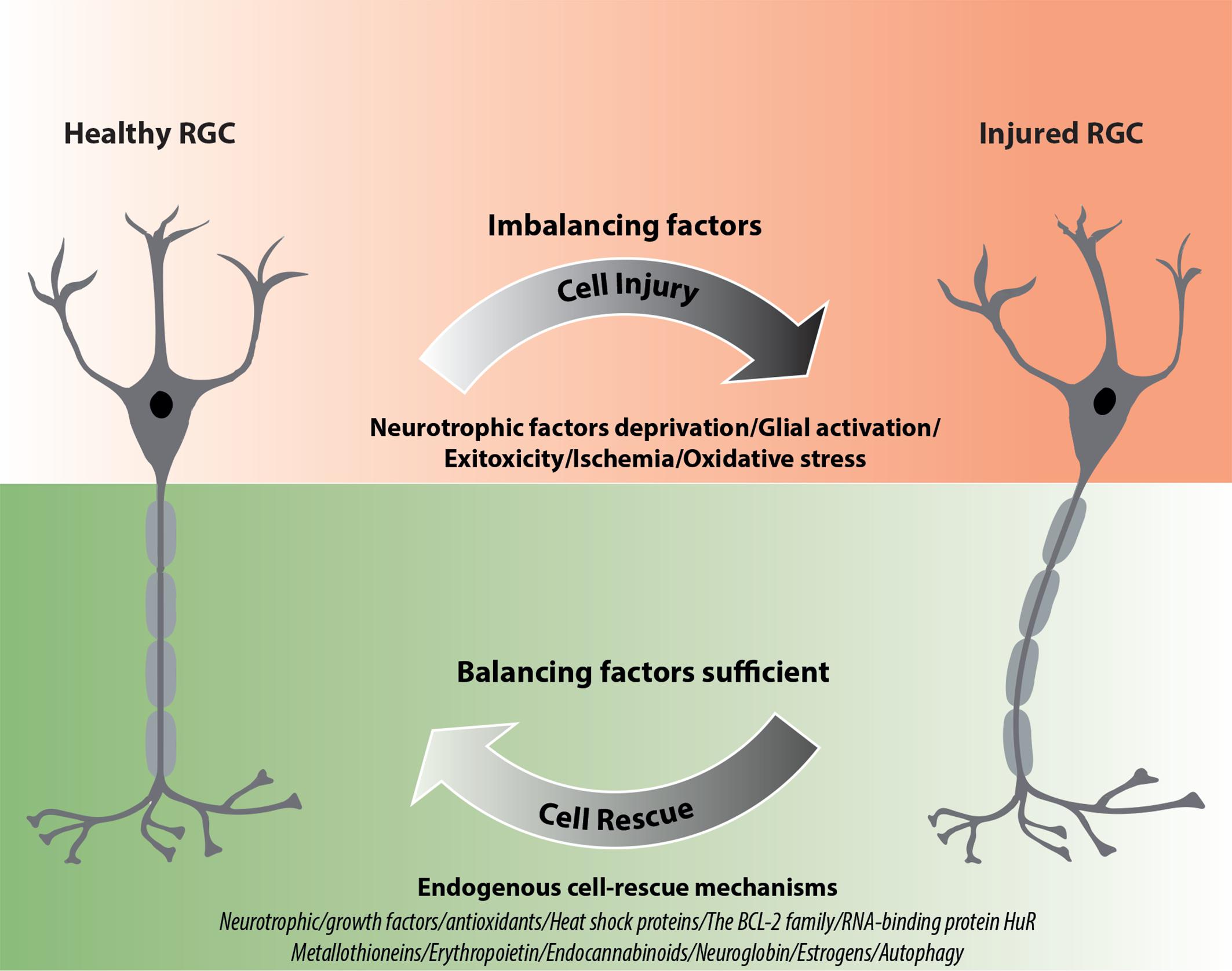 Cellular responses following retinal injuries and therapeutic approaches  for neurodegenerative diseases - ScienceDirect