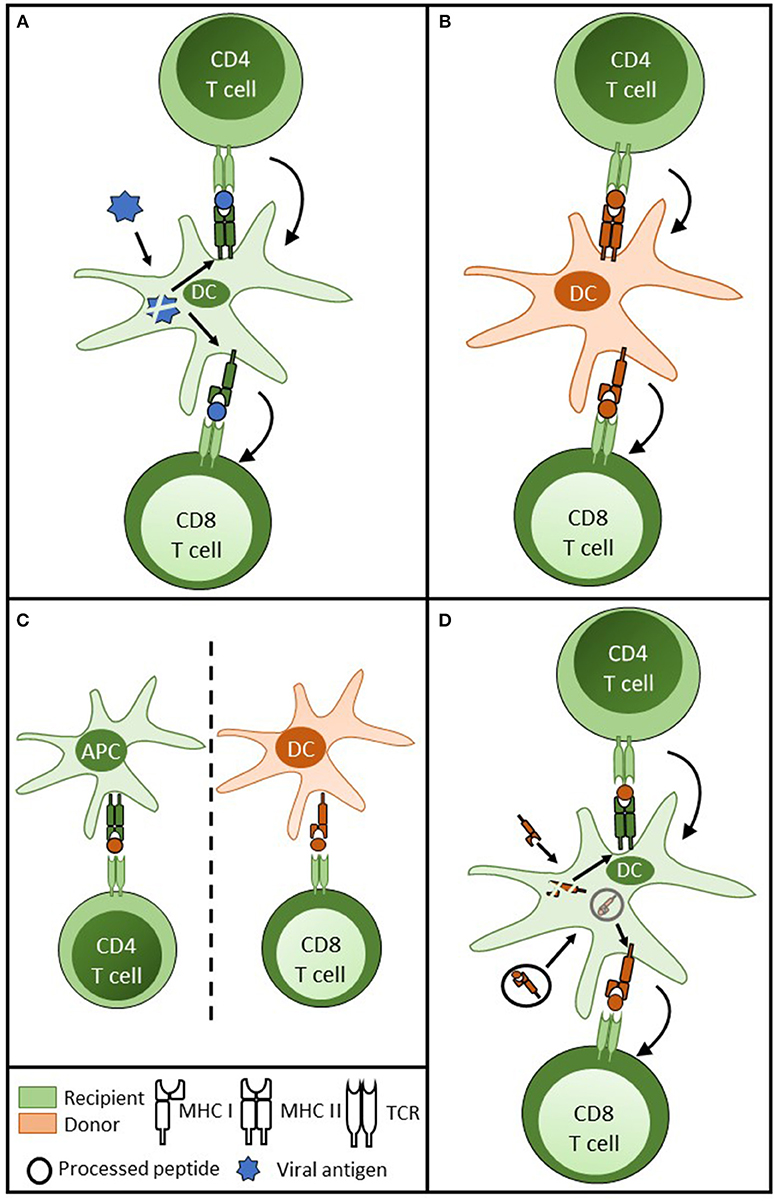 Клетки т 8. CD 8 иммунология. Cd4 cd8 клетки. Cd4 and cd8 t Cells. Cd4 cd8 вирус.