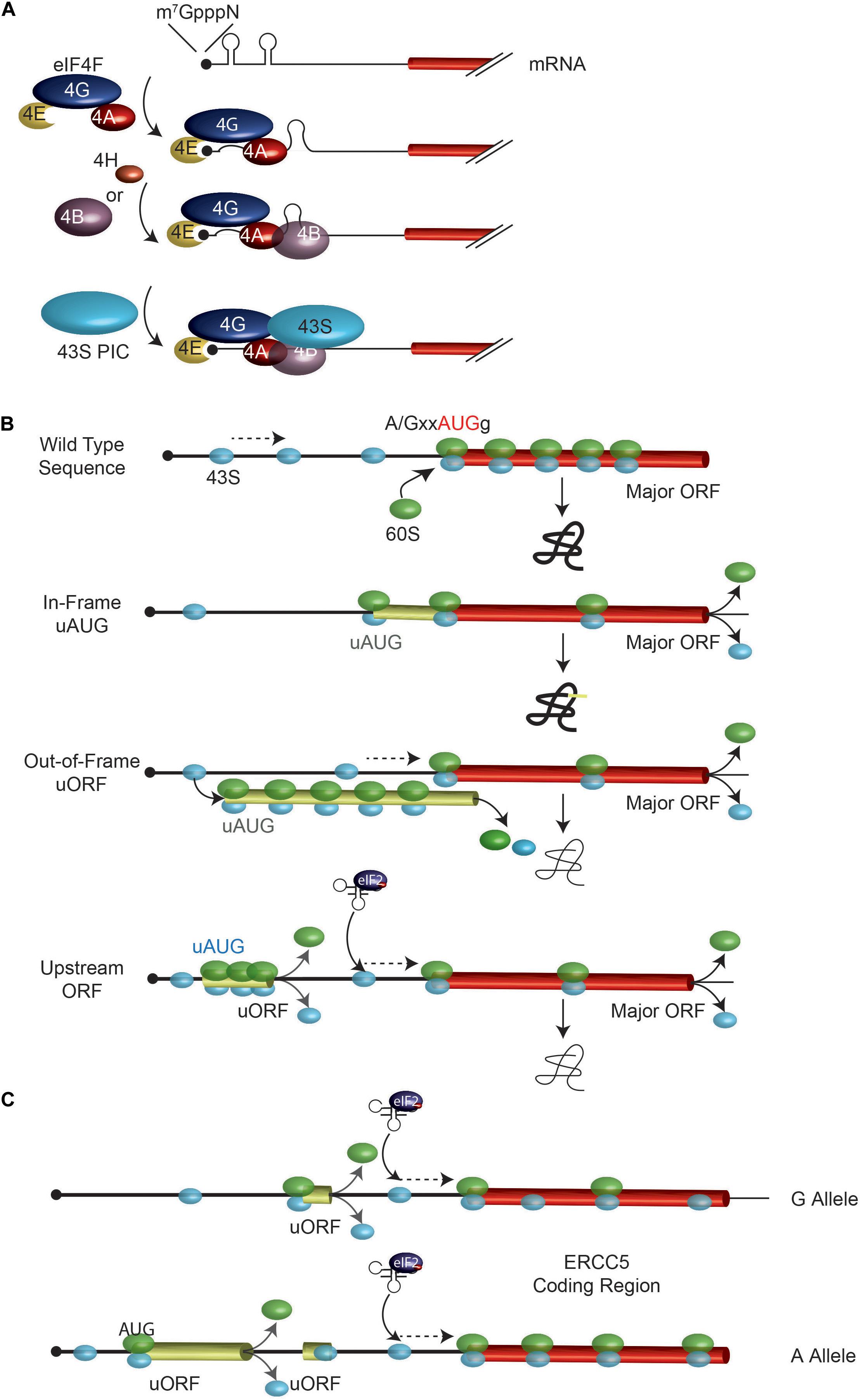 Frontiers Exploring The Impact Of Single Nucleotide Polymorphisms On Translation Genetics