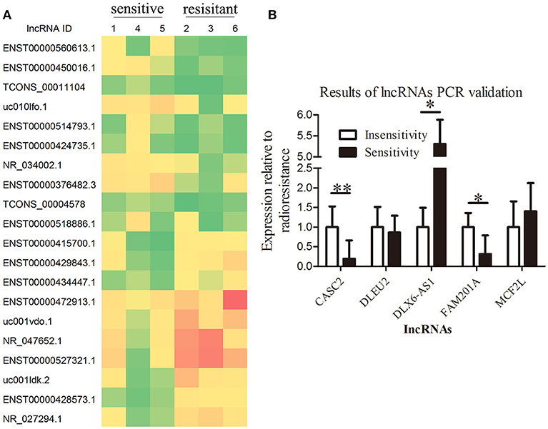 Frontiers Long Noncoding Rna Fam1a Mediates The Radiosensitivity Of Esophageal Squamous Cell Cancer By Regulating Atm And Mtor Expression Via Mir 101 Genetics