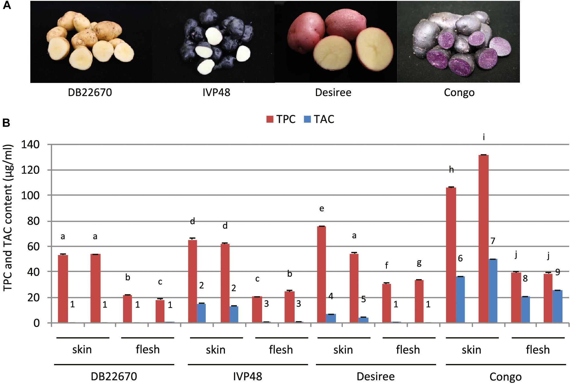 Frontiers | Potato miR828 Is Associated With Purple Tuber Skin and ...