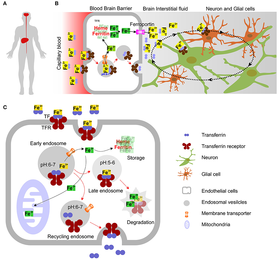 Frontiers | Loss of Ca2+/Calmodulin Dependent Protein Kinase Kinase 2 ...