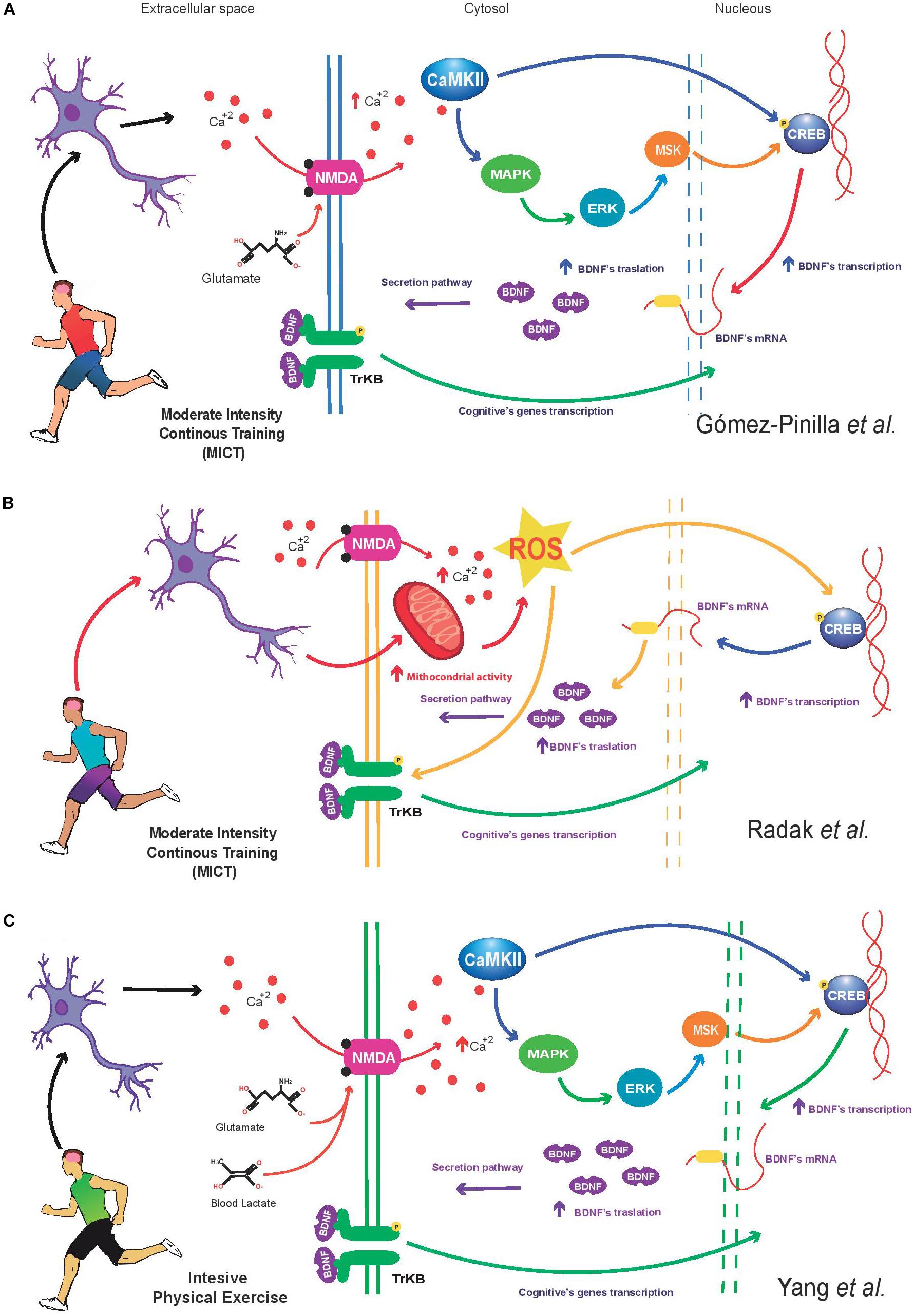 Training the brain the neuroscience of aerobic exercise 2025