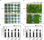 Frontiers | The Arabidopsis bZIP19 and bZIP23 Activity Requires Zinc ...