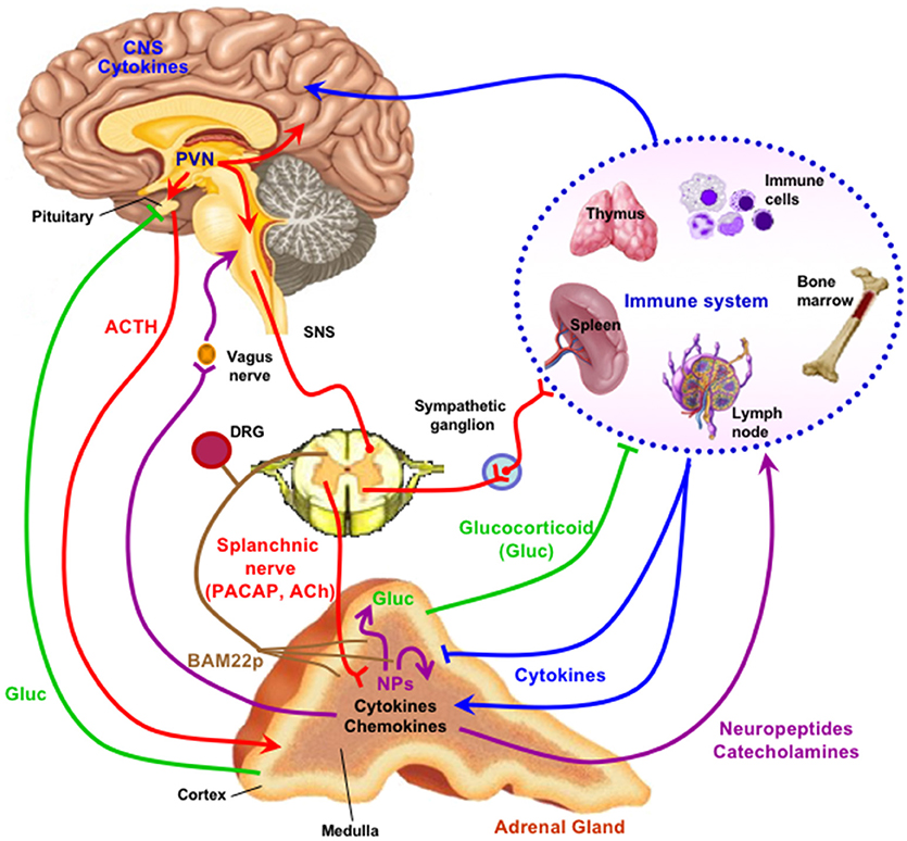 Frontiers What's New in Endocrinology The Chromaffin Cell