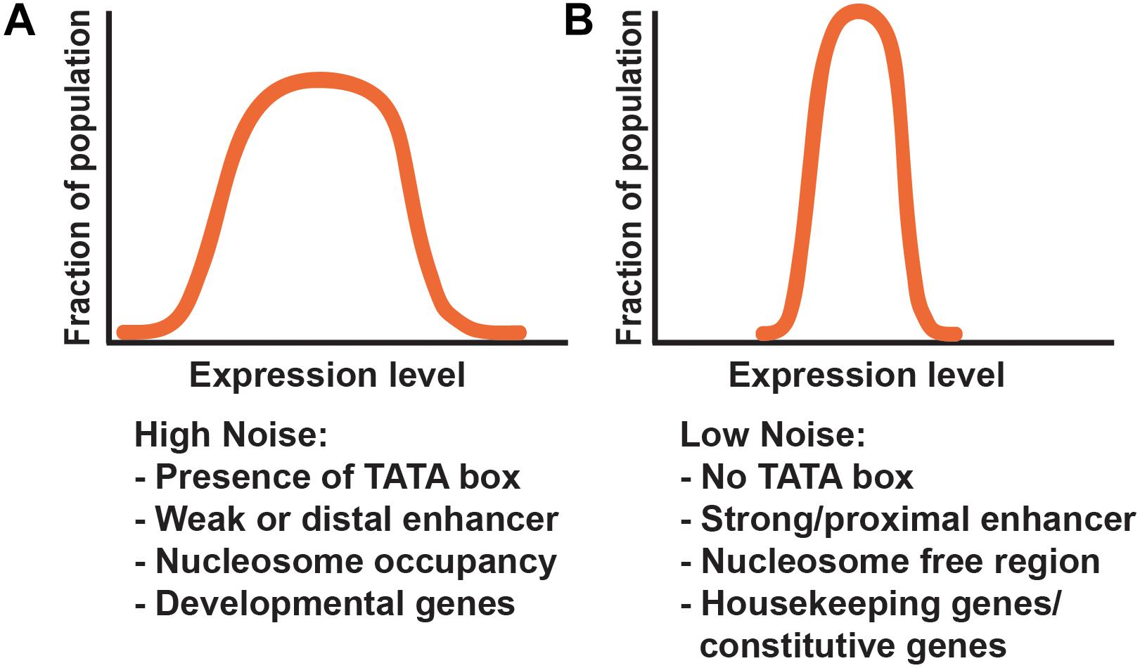 Expression levels. Double occupancy формула. Induction in Noisy domains.