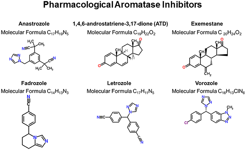 Frontiers Cognitive Effects of Aromatase and Possible