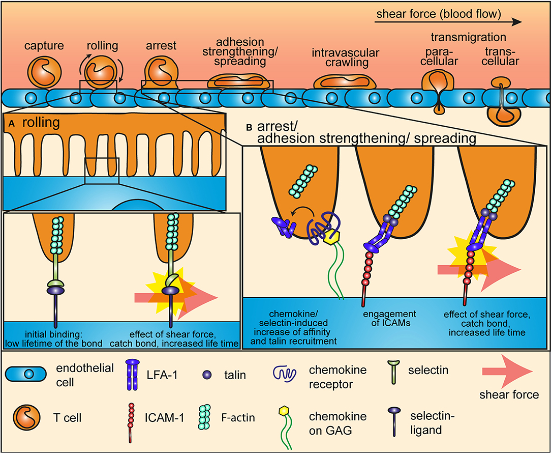 Role of Mechanotransduction and Tension in T Cell Function Biology Diagrams