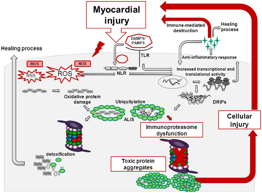 Токсичные белки. Astaxanthin Reactive Oxygen mechanism. Myocardial транскрипция. Inflammation and oxidative stress.