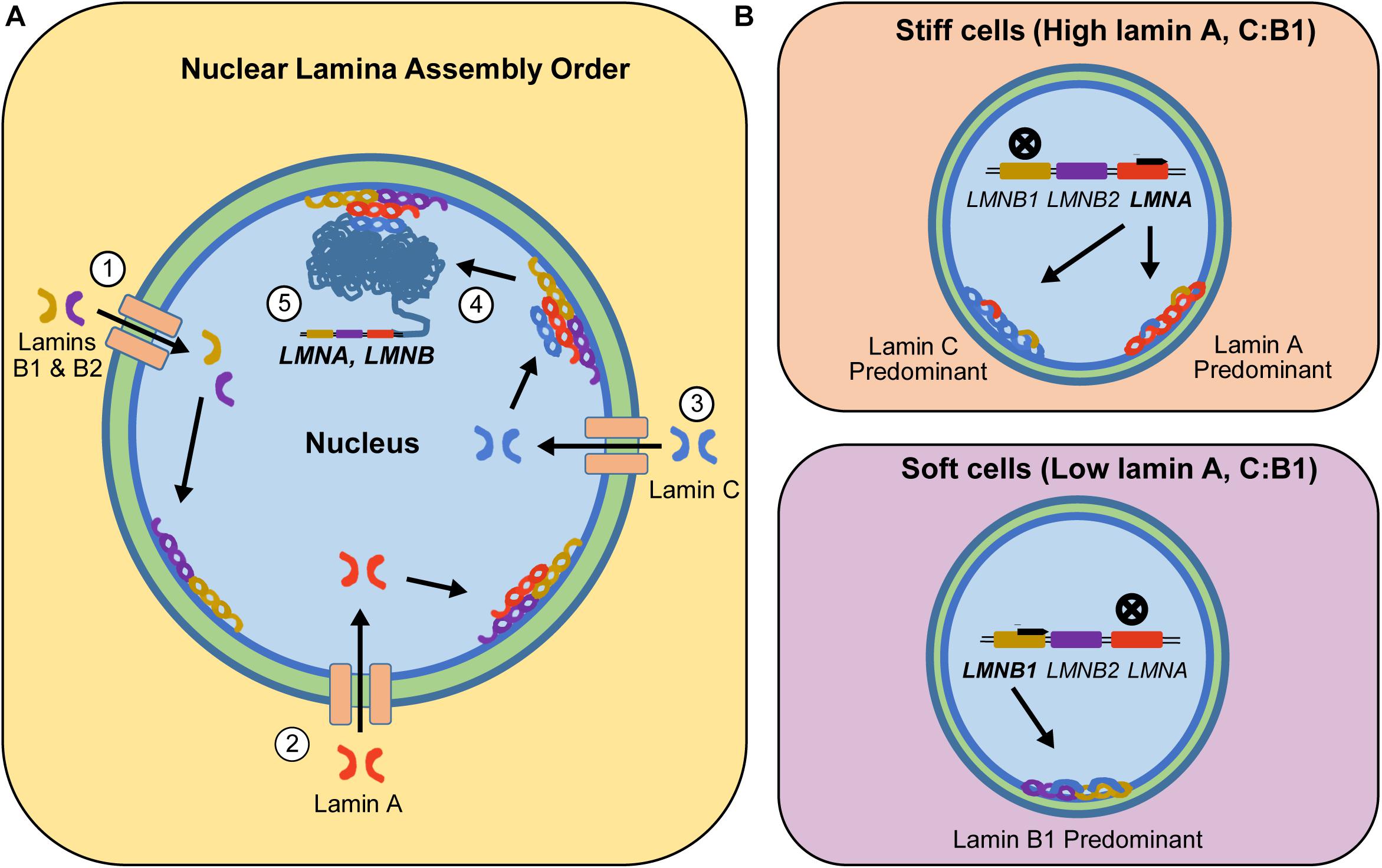 | The Emerging Role of Lamin C as an LMNA Isoform in