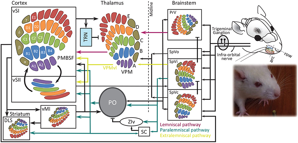 Nerves Study: Sense of Touch, Finding Your Detection Threshold