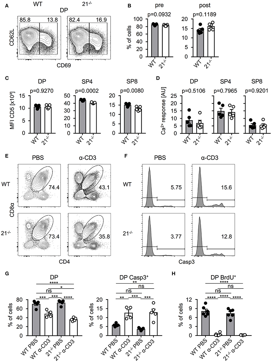 miRNA miR-21 Is Largely Dispensable for Intrathymic T-Cell Development