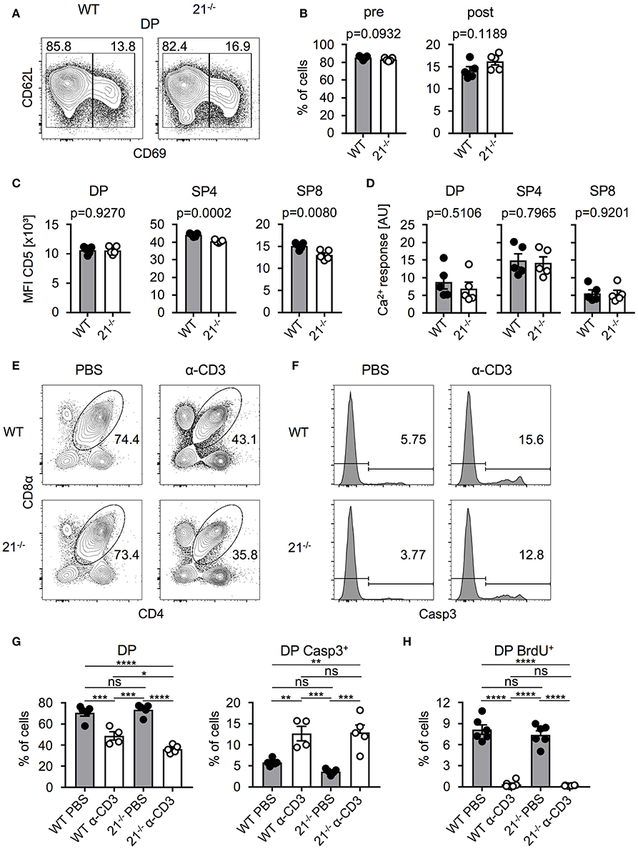 MiRNA-21