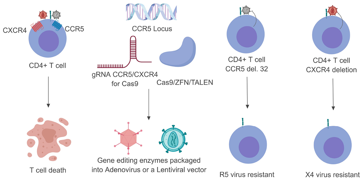 Frontiers Gene Editing Of Hiv 1 Co Receptors To Prevent And Or Cure Virus Infection Microbiology