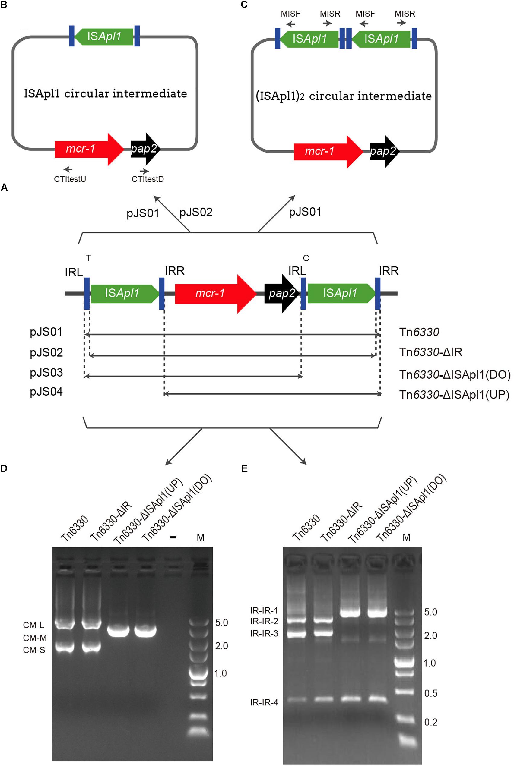 Frontiers The Isapl12 Dimer Circular Intermediate Participates In Mcr 1 Transposition Microbiology