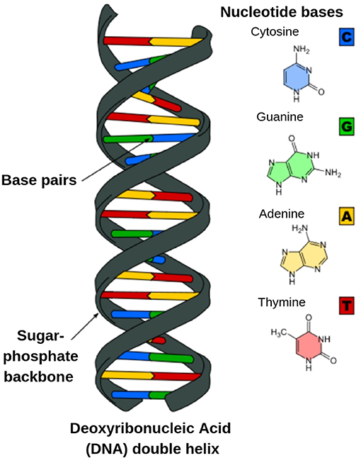 what are mutations?