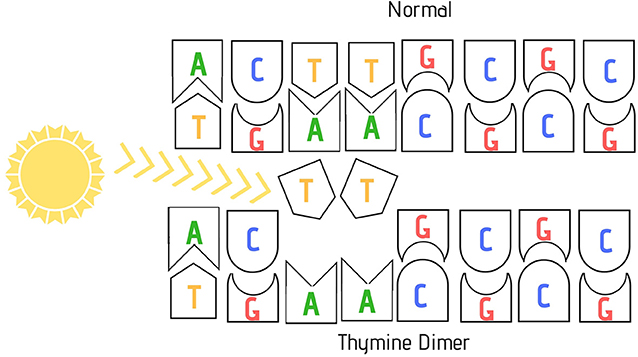 Ways You Can Protect Your Genes From Mutations With A Healthy Lifestyle Frontiers For Young Minds Ways You Can Protect Your Genes From Mutations With A Healthy Lifestyle Frontiers For Young Minds