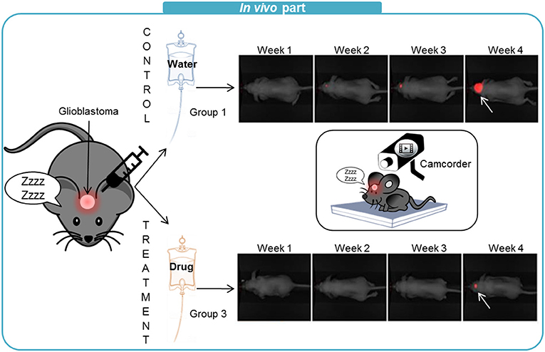 Figure 3 - For the in vivo experiments, we used mice that had been injected with glioblastoma cells.