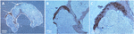 www.frontiersin.org