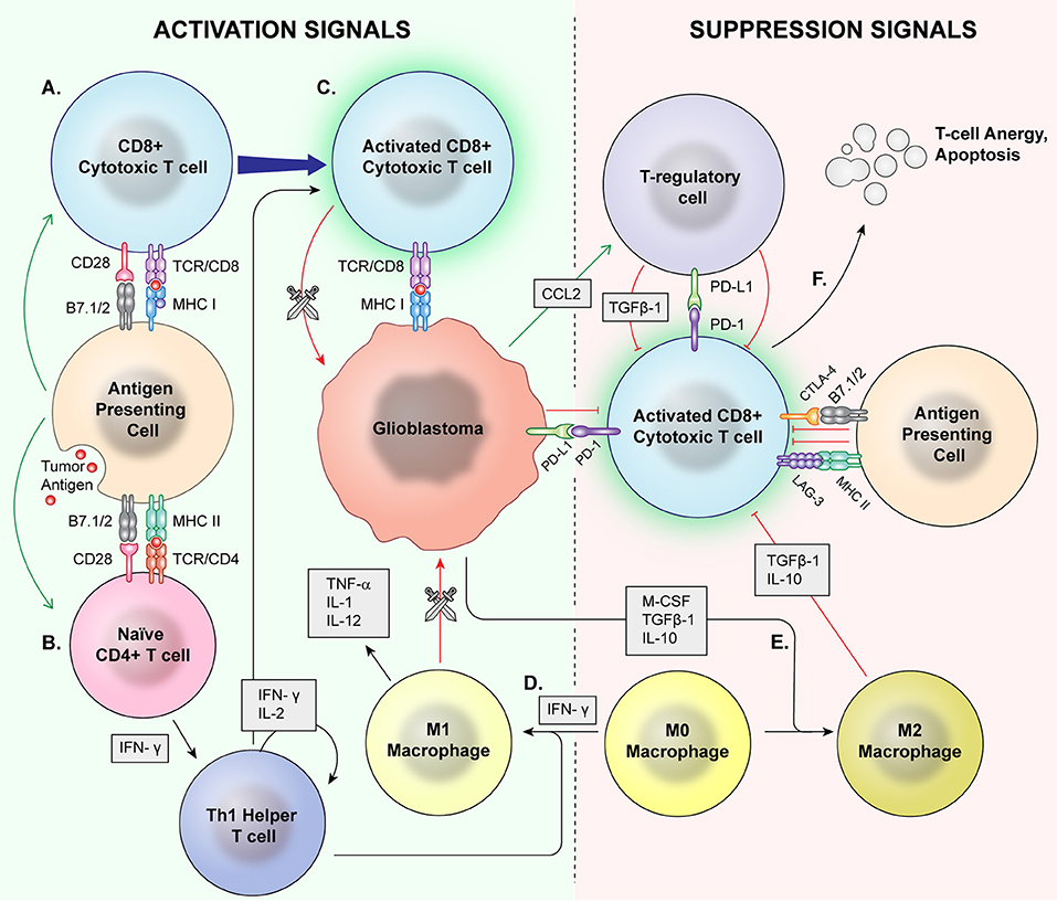 Frontiers Current Options and Future Directions in Immune Therapy for
