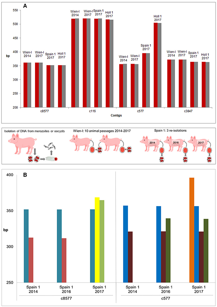 Toltrazuril Dosage Chart For Dogs