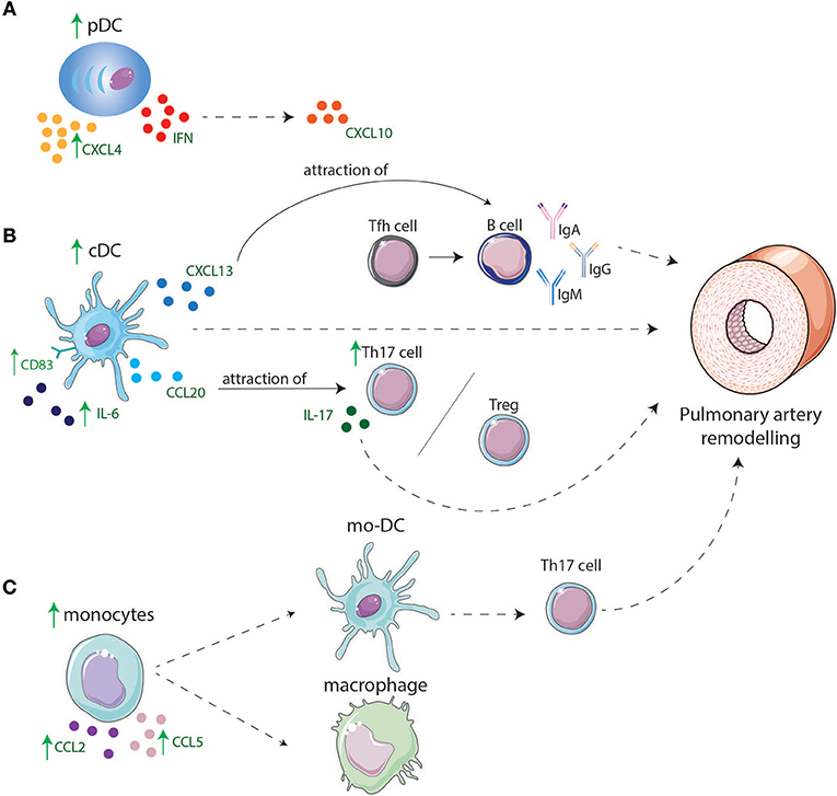 Frontiers | Dendritic Cell Subsets and Effector Function in Idiopathic ...