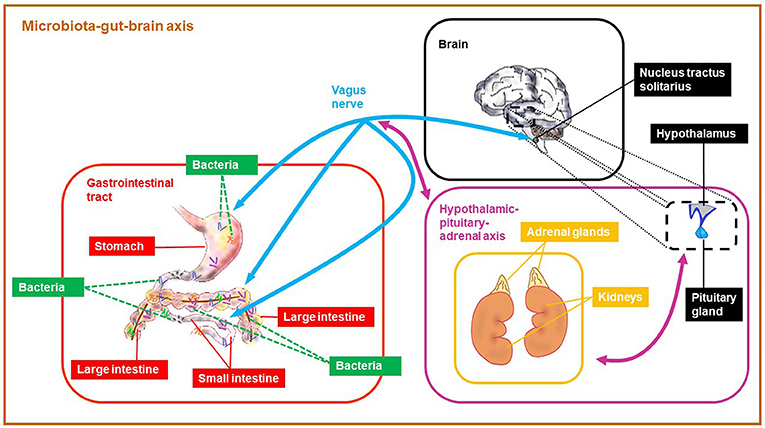 Figure 1 - The microbiota-gut-brain (MGB) axis is a link between gut bacteria and brain.