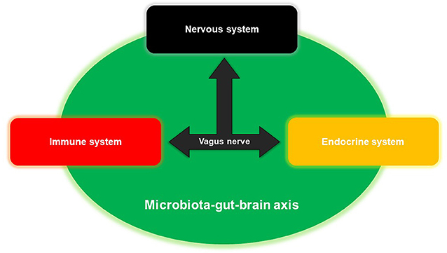 Figure 2 - The microbiota-gut-brain (MGB) axis links the nervous system, the endocrine system, and the immune system.