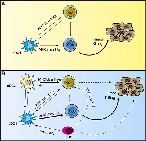 Frontiers Beyond Cdc1 Emerging Roles Of Dc Crosstalk In Cancer Immunity Immunology