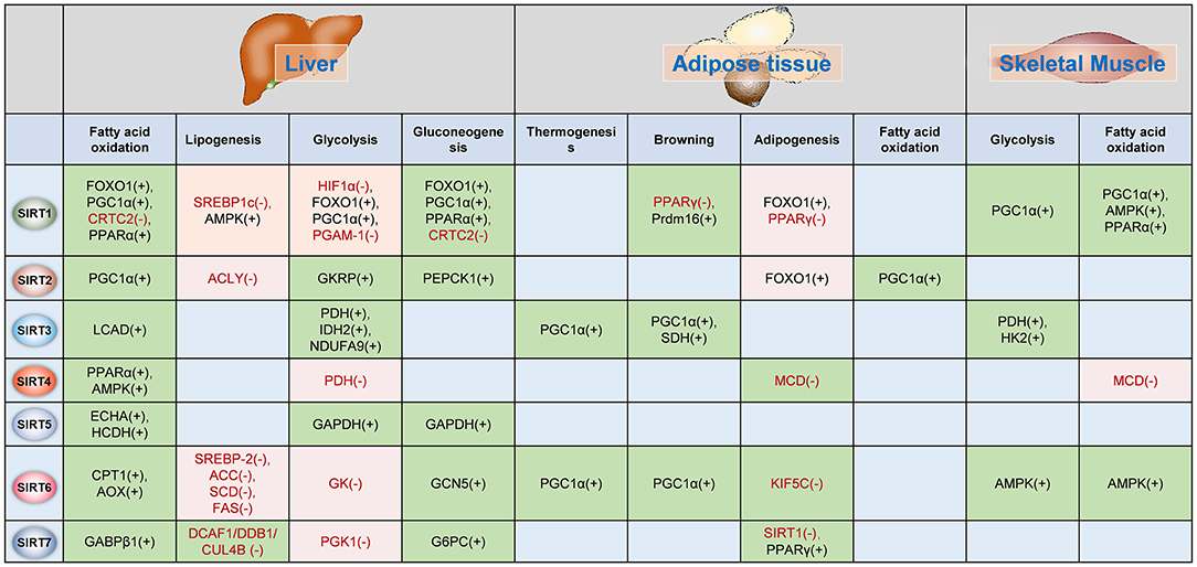 Sirtfood diet plan pdf