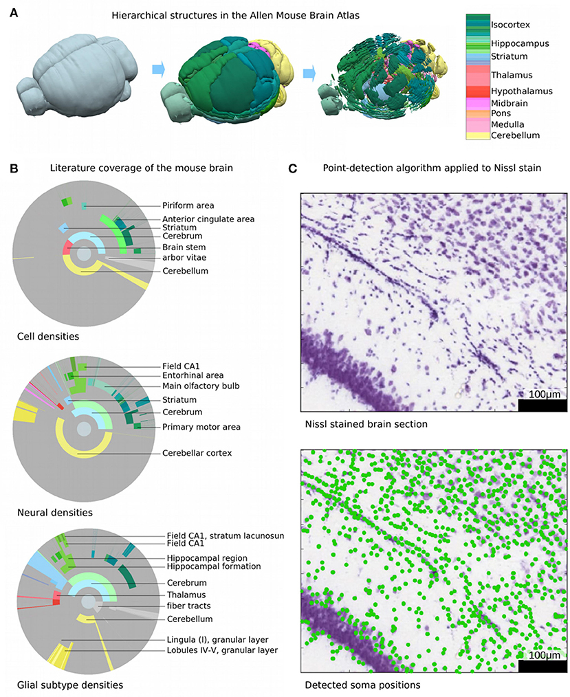 Mice cells. Mouse Brain Atlas. Piriform Cortex. Glial elements of the cerebellar Cortex. Structure of a Mouse.