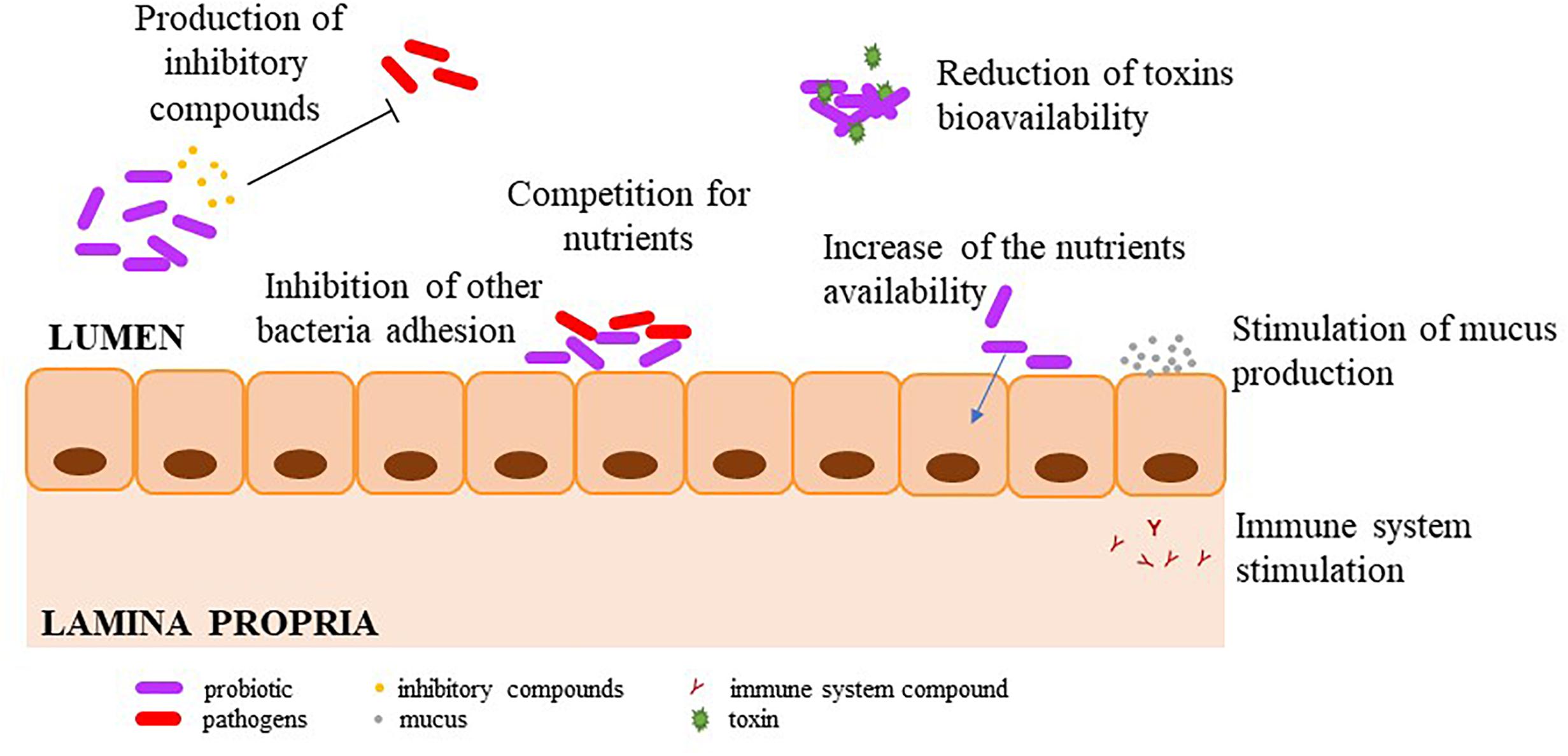 Frontiers Benefits And Inputs From Lactic Acid Bacteria And Their Bacteriocins As Alternatives To Antibiotic Growth Promoters During Food Animal Production Microbiology