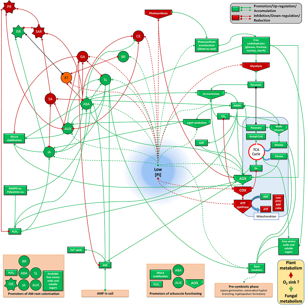 Defense Acquisition Life Cycle Wall Chart