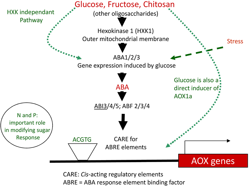 Hormone Cascade Chart