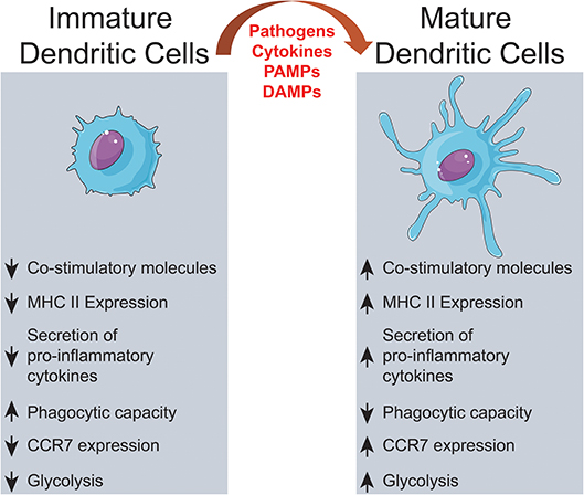 Isatis Root Polysaccharide Promotes Maturation And Secretory Function Of Monocyte