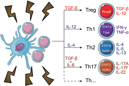 Their cell. Cd4+ клетки дендритные. TGF B И treg.