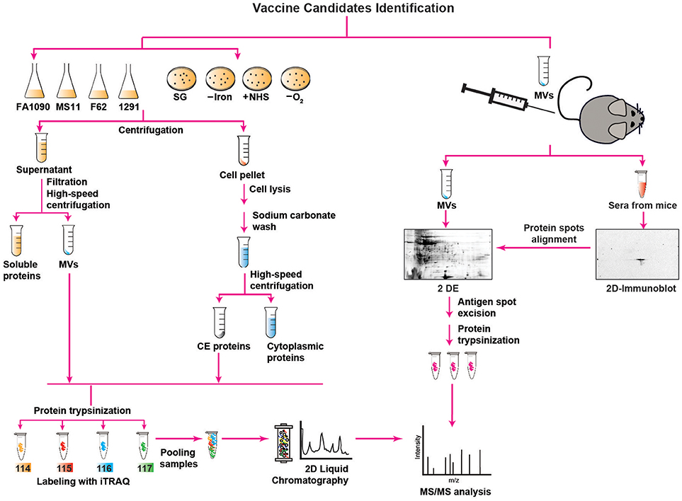 mi a gonococcus és a trichomonas Trichomonas gardnerella