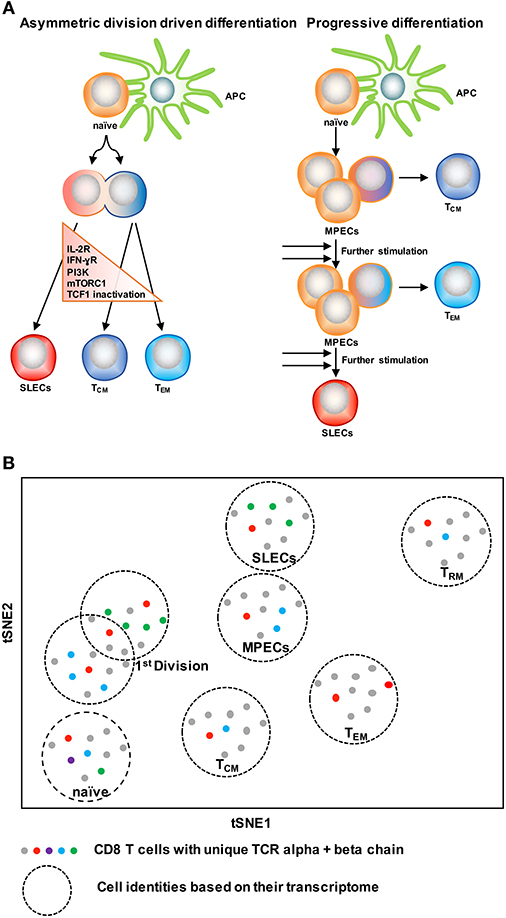 CD62L⁺ TPEX cells show enhanced potential for effector cell generation