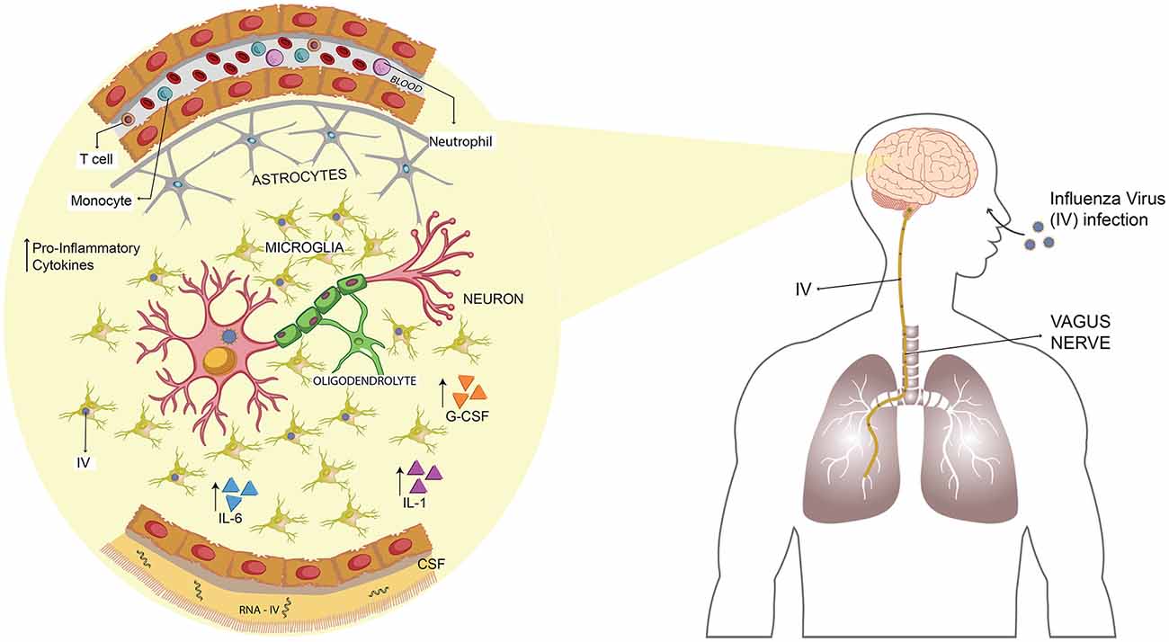 Frontiers | Neurologic Alterations Due to Respiratory Virus 