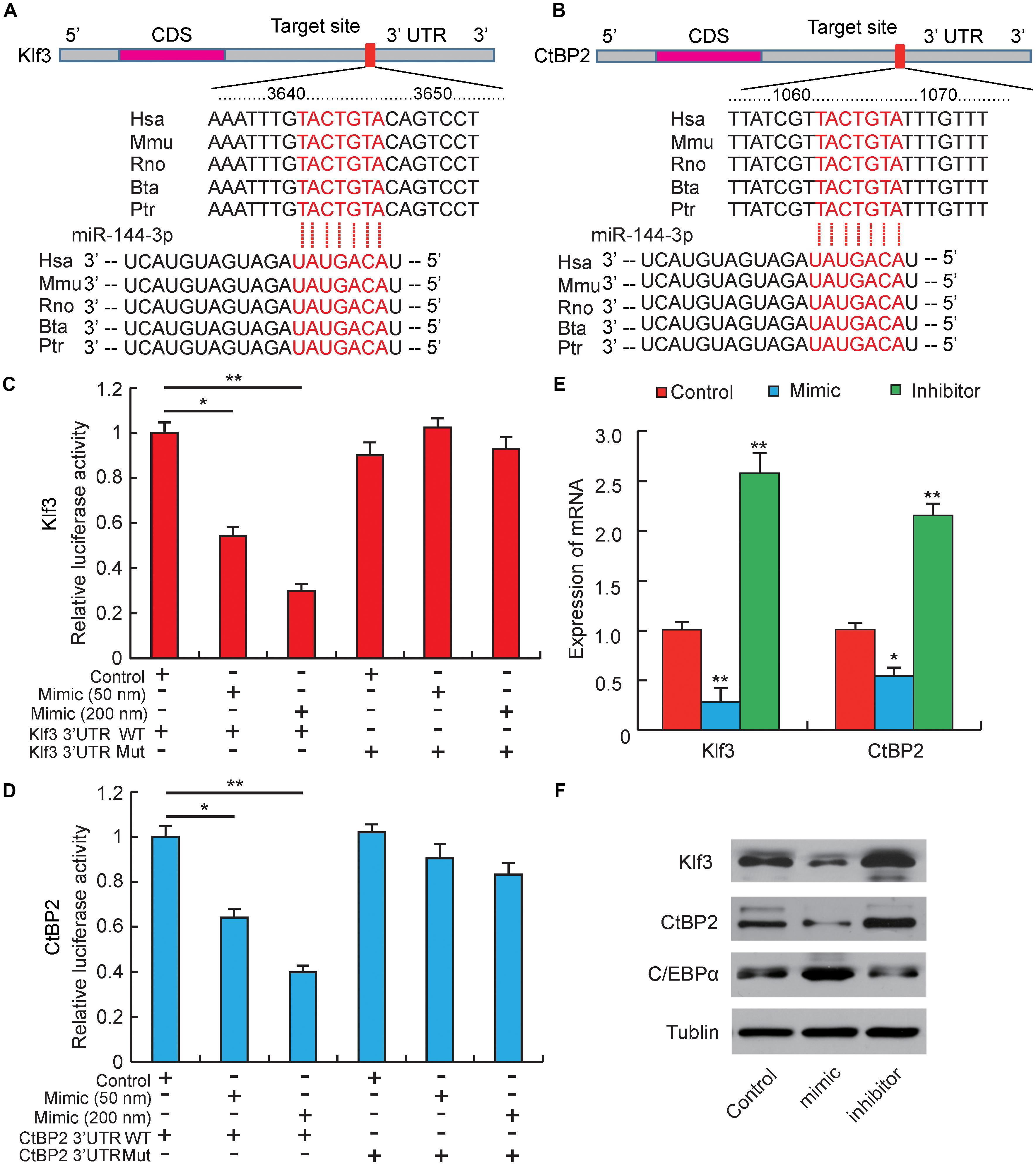 Frontiers Mir 144 3p Promotes Adipogenesis Through Releasing C Ebpα From Klf3 And Ctbp2