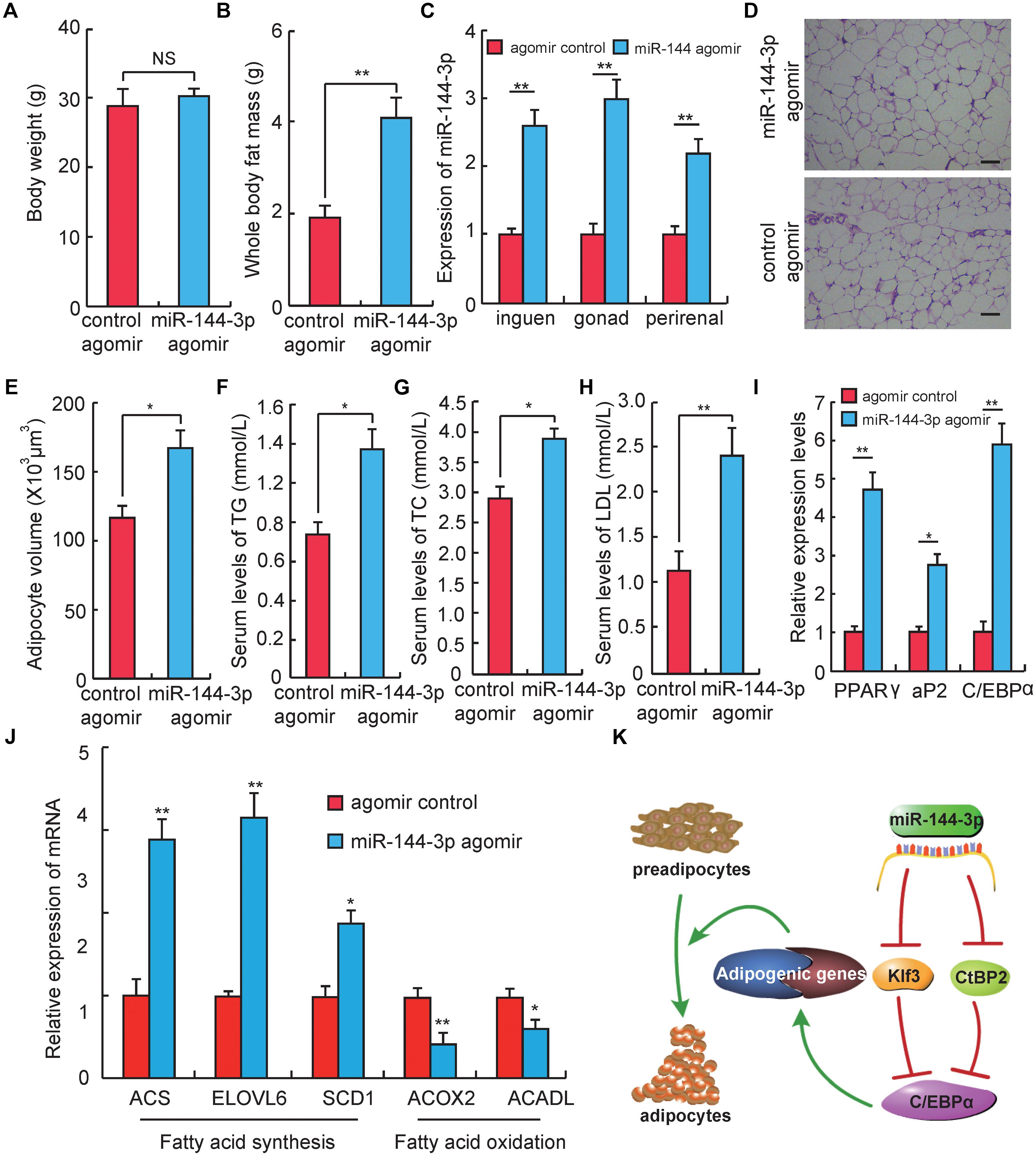 Frontiers Mir 144 3p Promotes Adipogenesis Through Releasing C Ebpα